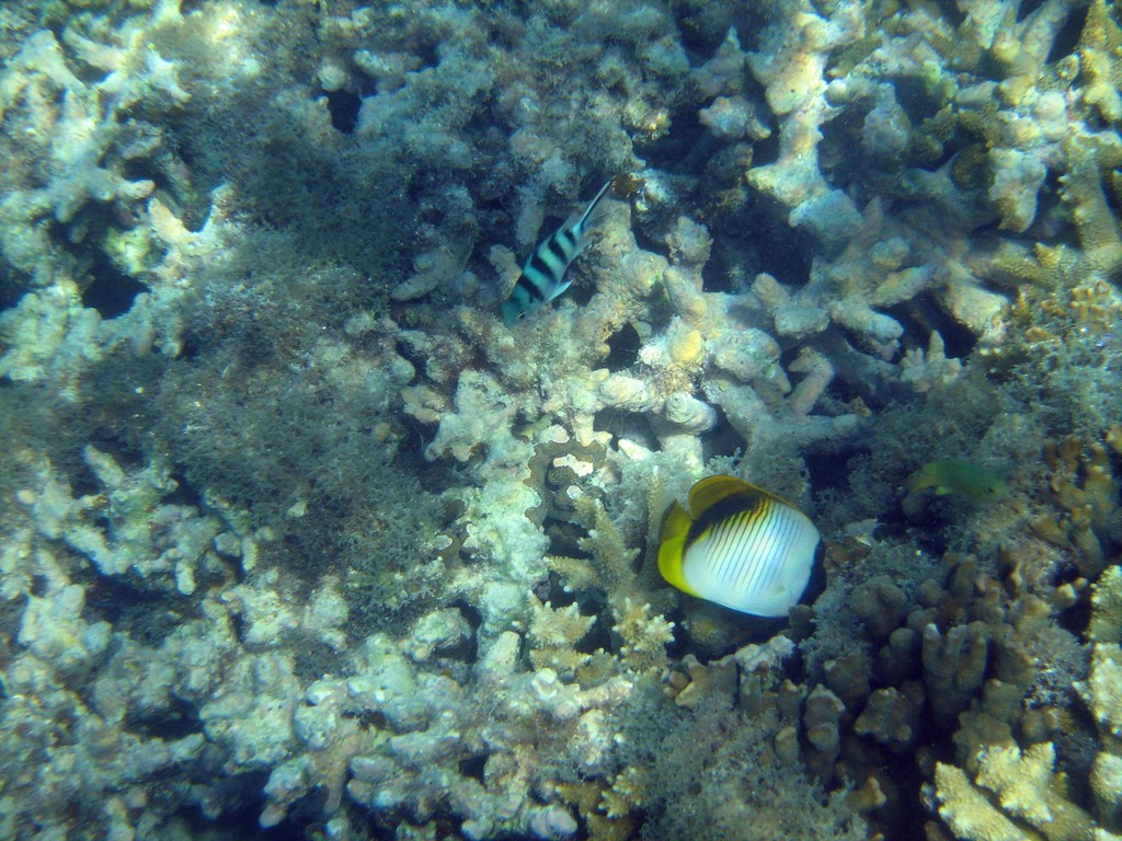 Reef & Marine Life